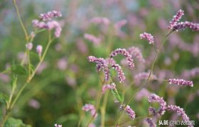 秋诗丽句：芦叶萧萧两岸合，蓼花细细一川红