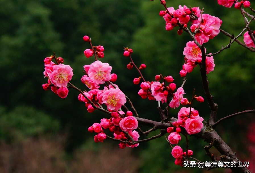 因首诗招来10年祸事！刘克庄这首咏梅诗，无一梅字却句句不离梅