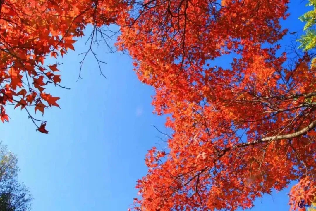 一场秋景的饕餮盛宴！来这里赏秋，您会误以为进入了童话世界