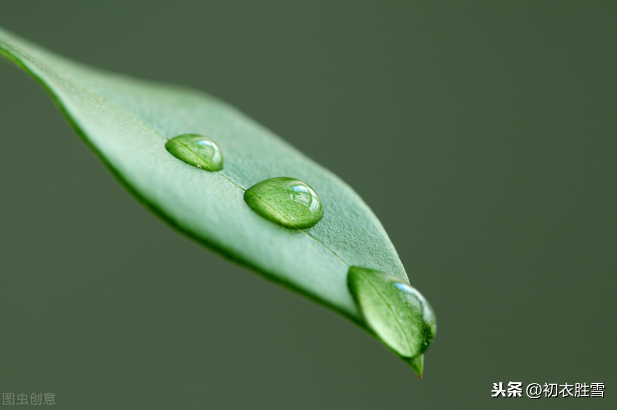 最经典的白露诗：露从今夜白，月是故乡明