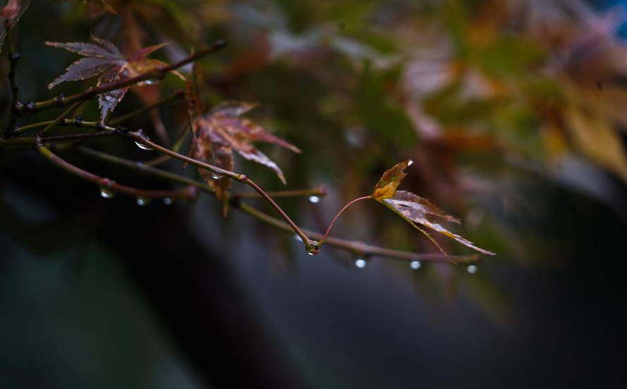 夜雨听秋 往事如烟，十首夜雨诗词，让你爱上深秋夜雨时