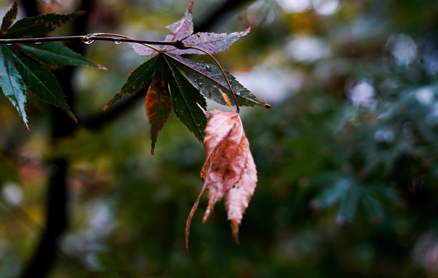 夜雨听秋 往事如烟，十首夜雨诗词，让你爱上深秋夜雨时