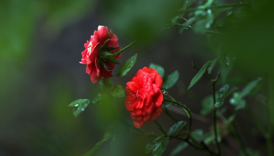 夜雨听秋 往事如烟，十首夜雨诗词，让你爱上深秋夜雨时