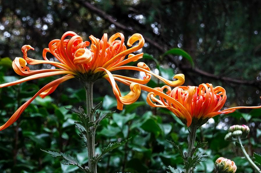 「诗词鉴赏」又到中秋节，同来赏菊花