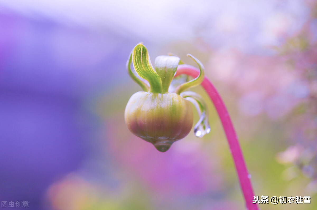 白露节气，5首冷门却优美的唐诗：秋草白露时，故园益相思