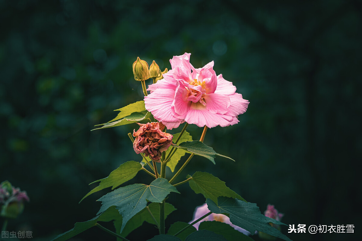 陆游说，秋花如义士，可代丹鸡盟，这个丹鸡盟是什么含义？