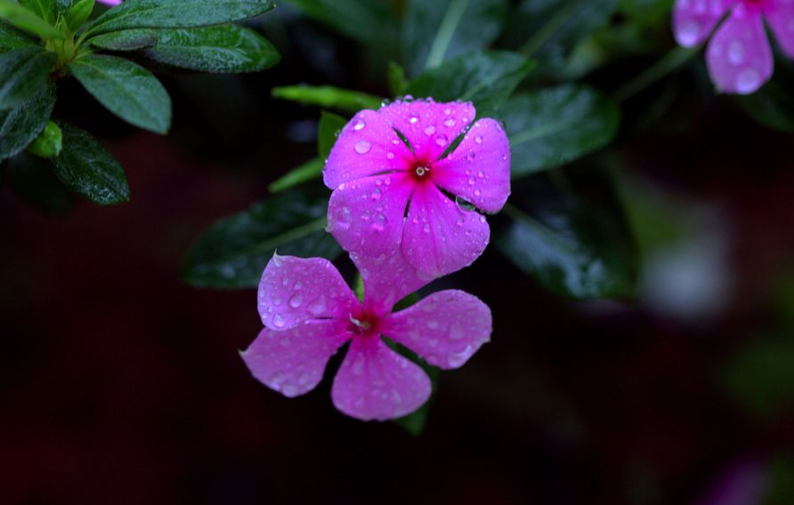 夜雨听秋 往事如烟，十首夜雨诗词，让你爱上深秋夜雨时