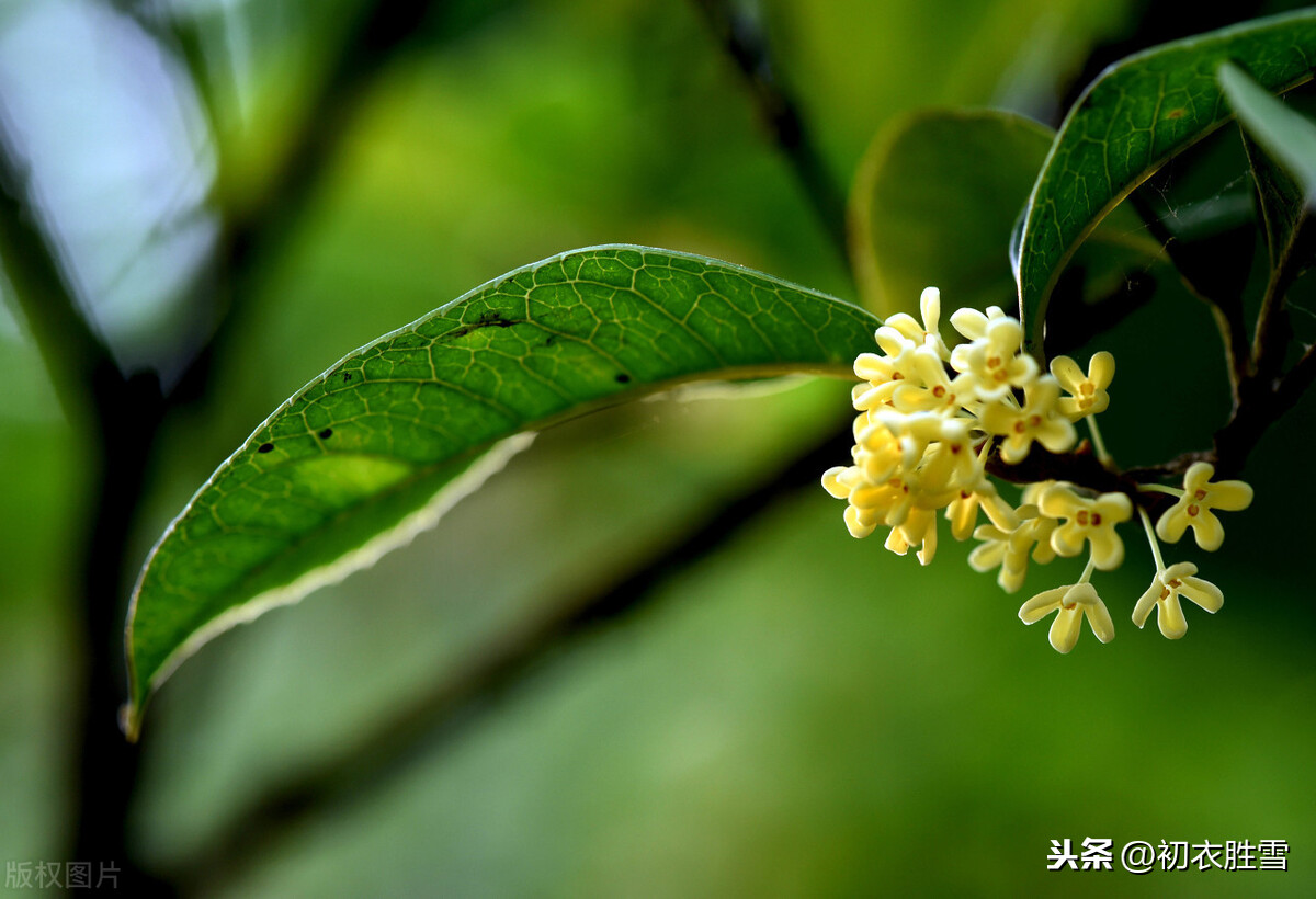 赏读李商隐秋诗名句，桂花香处同高第，柿叶翻时独悼亡