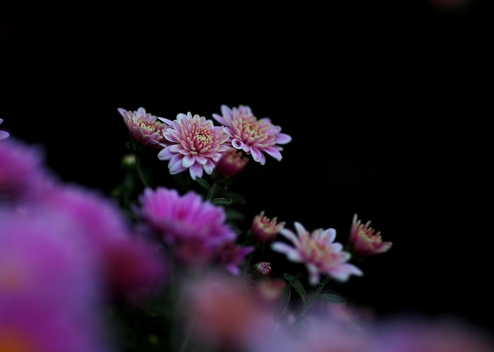 「诗词鉴赏」又到中秋节，同来赏菊花