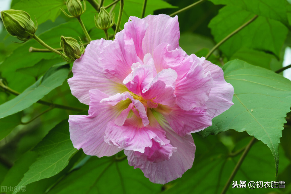 红楼诗读：晴雯之花，芙蓉如朝霞