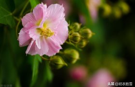 秋花芙蓉，木芙蓉诗词7首，你读过几首？