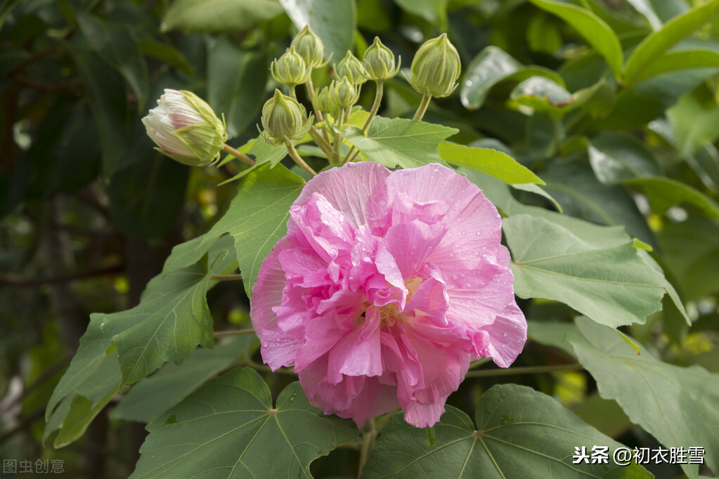 红楼诗读：晴雯之花，芙蓉如朝霞