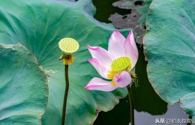 白露凋花花不残，白居易为什么钟爱秋露荷花？