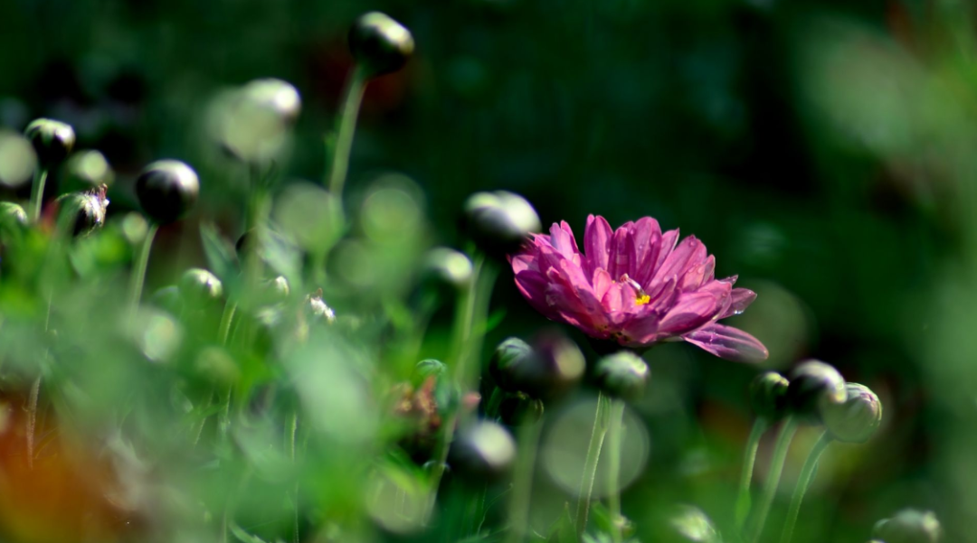 「诗词鉴赏」又到中秋节，同来赏菊花