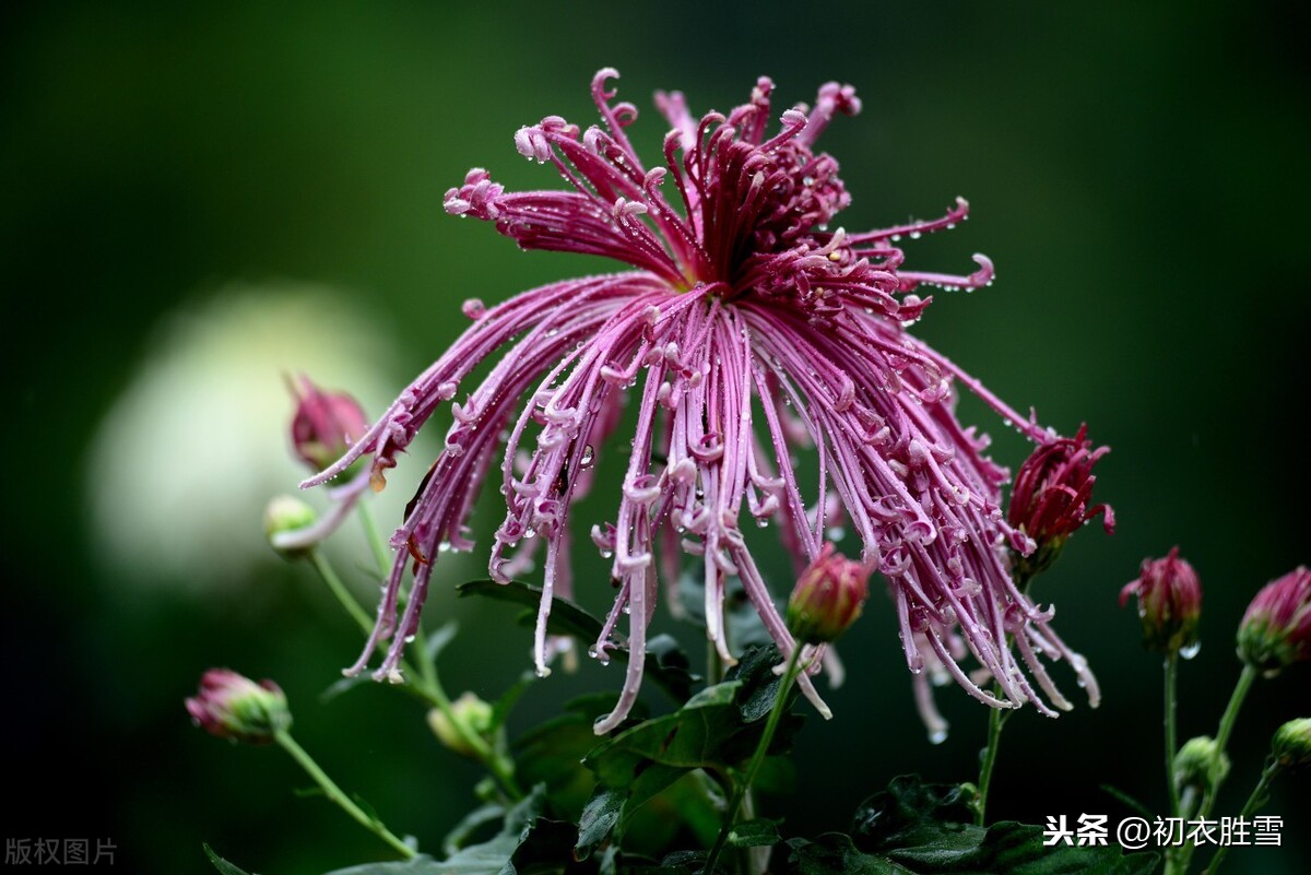 蒋捷《虞美人.听雨》，一生秋雨三听，写尽人生滋味