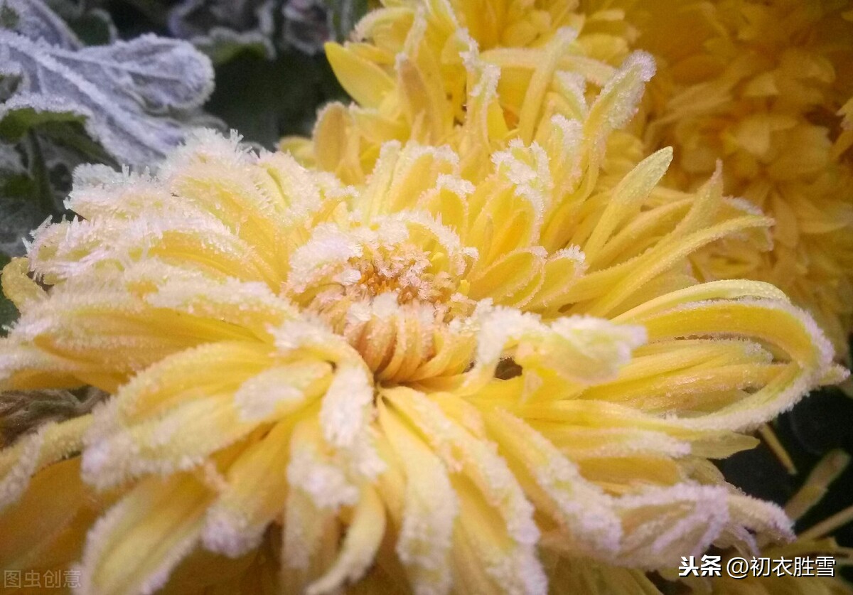 霜降节气傲霜花开，百种花残独傲霜，黄菊傲霜秋