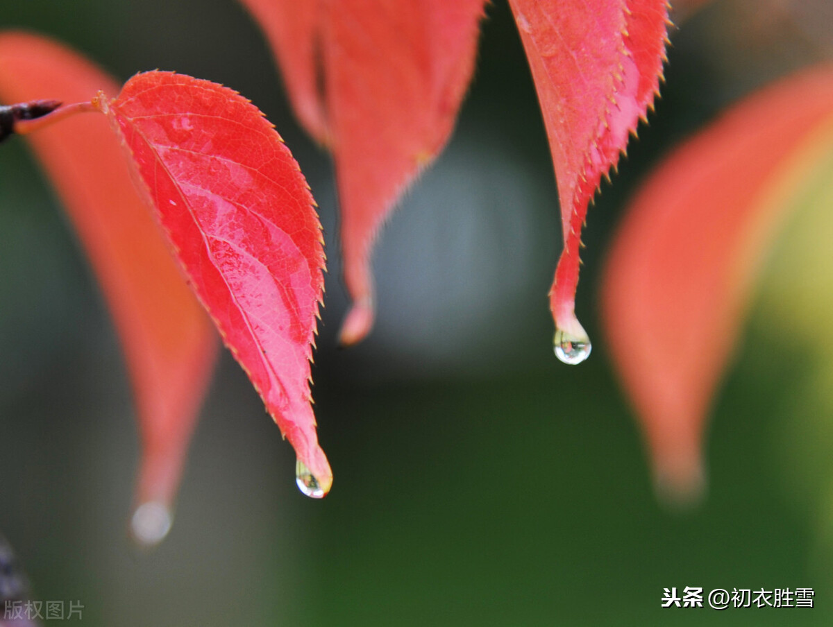 蒋捷《虞美人.听雨》，一生秋雨三听，写尽人生滋味