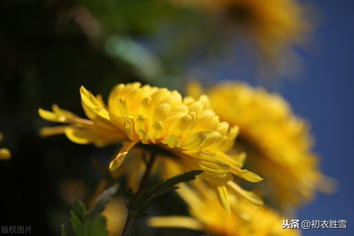 晏几道唯美情词蝶恋花，黄菊开时伤聚散，曾记花前，共说深深愿