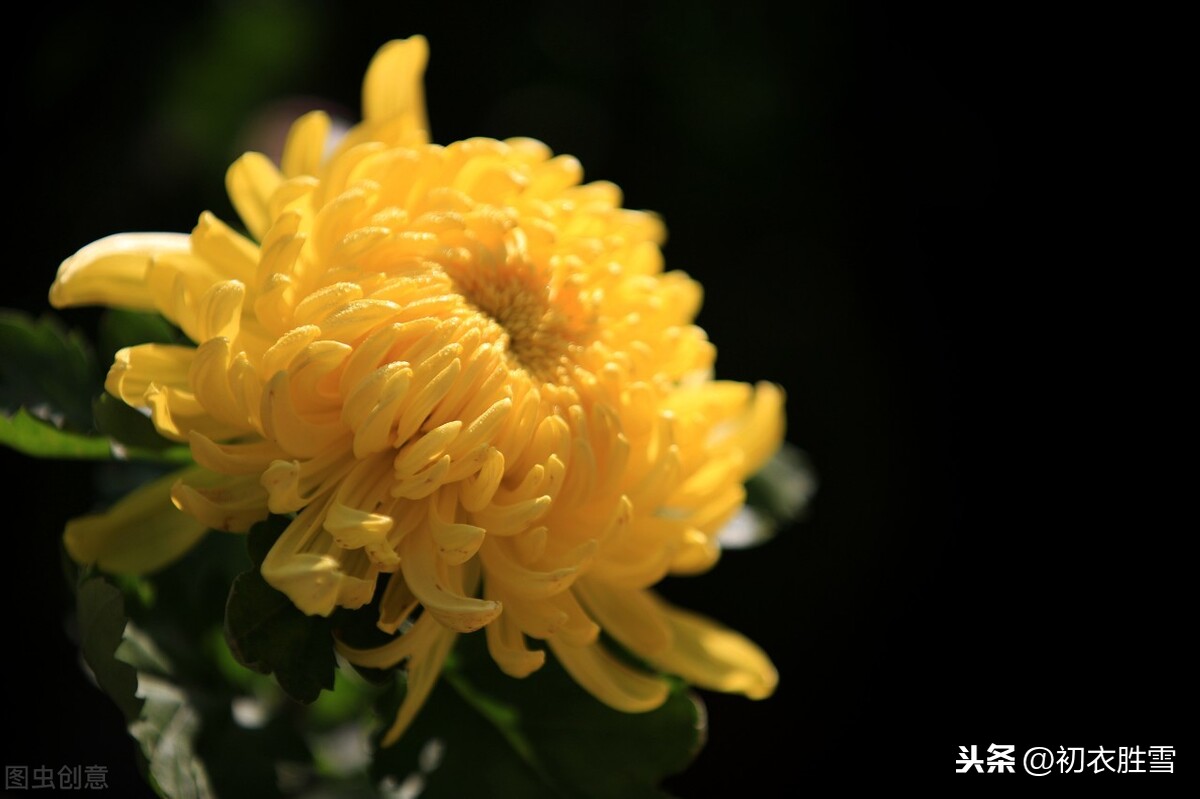 晏几道唯美情词蝶恋花，黄菊开时伤聚散，曾记花前，共说深深愿