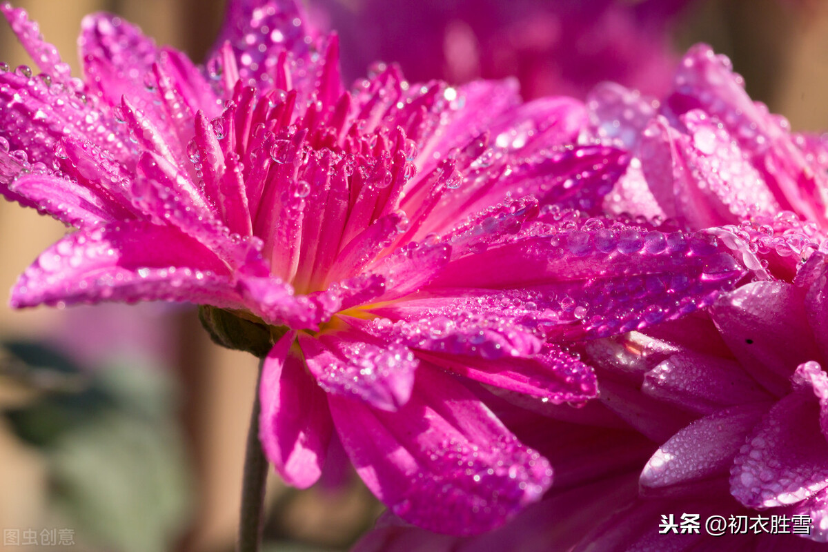 蒋捷《虞美人.听雨》，一生秋雨三听，写尽人生滋味