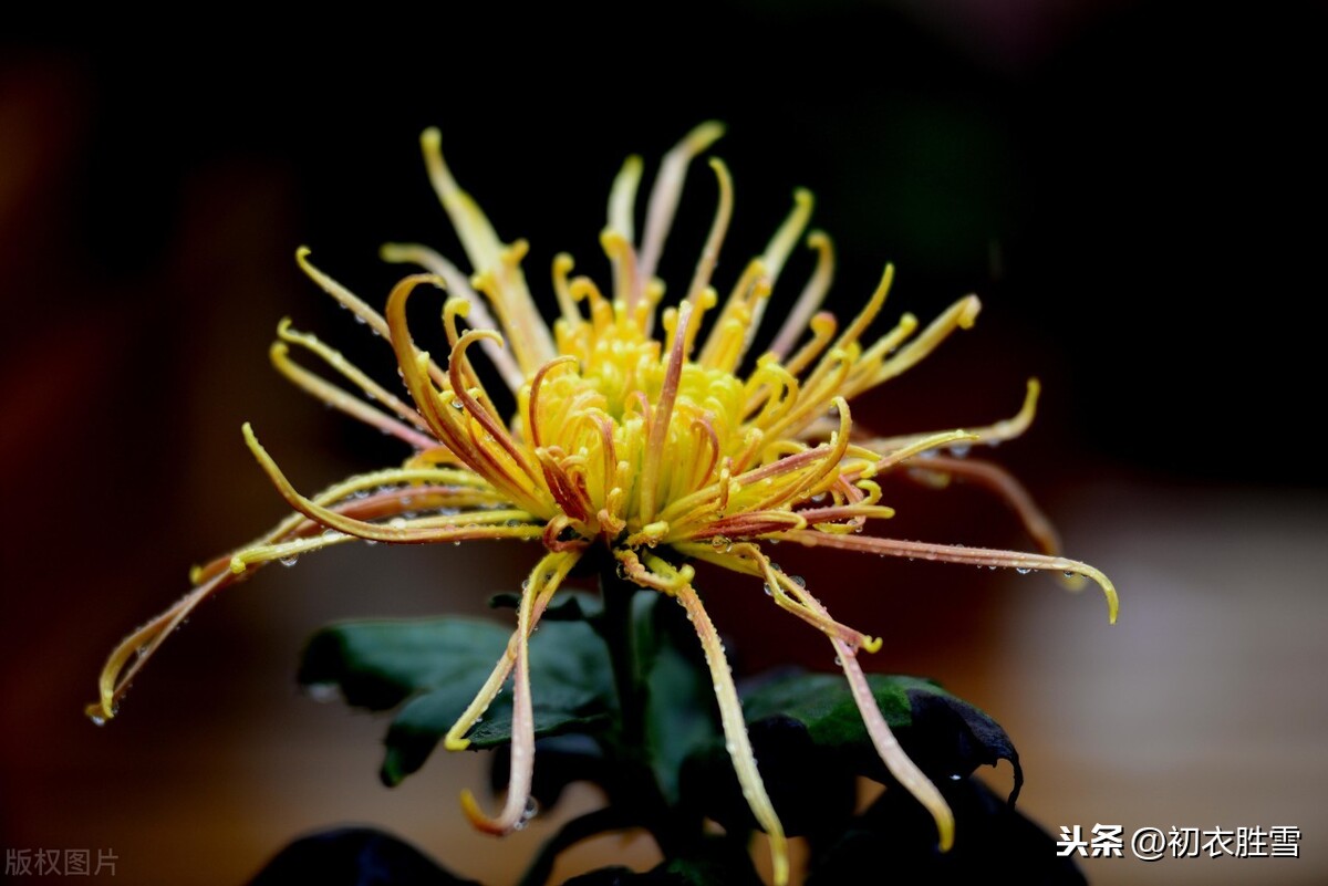 二十四节气之寒露：寒露九月节，朝看菊渐黄