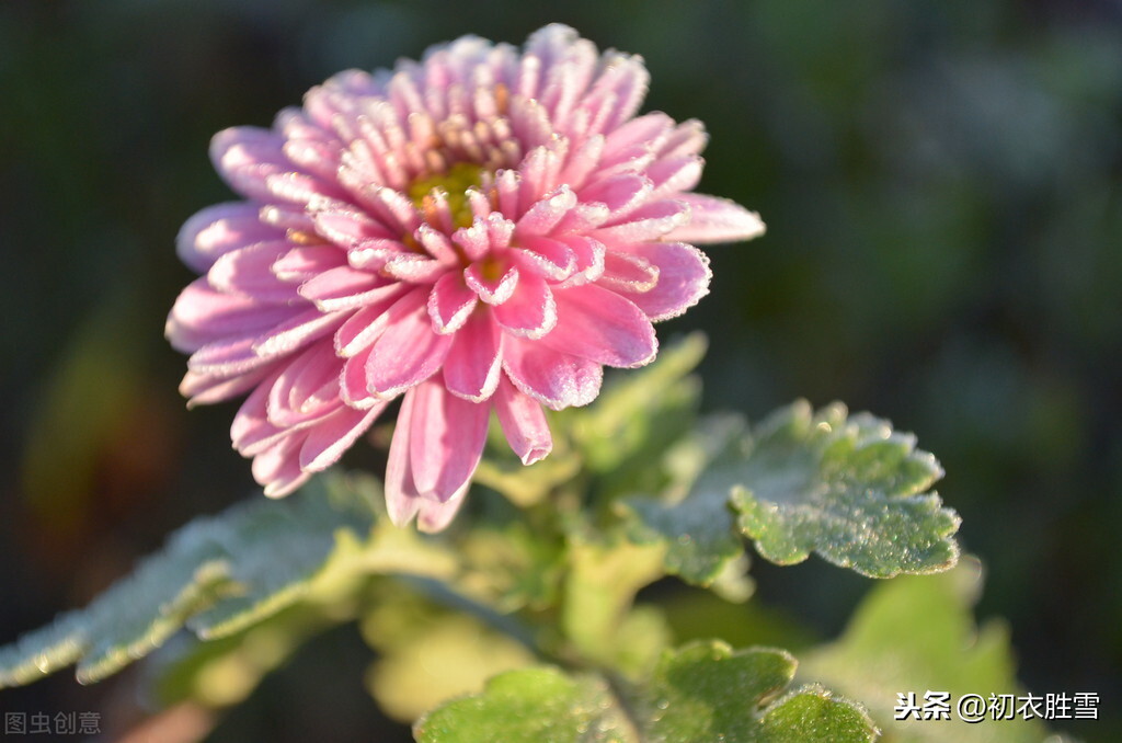 霜降节气傲霜花开，百种花残独傲霜，黄菊傲霜秋