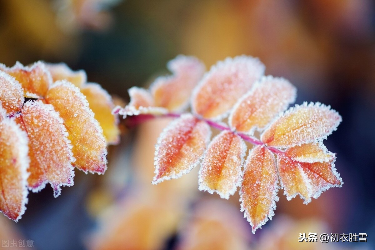 霜降节气与秋水，白居易苏轼都爱霜降看水，这是为什么？