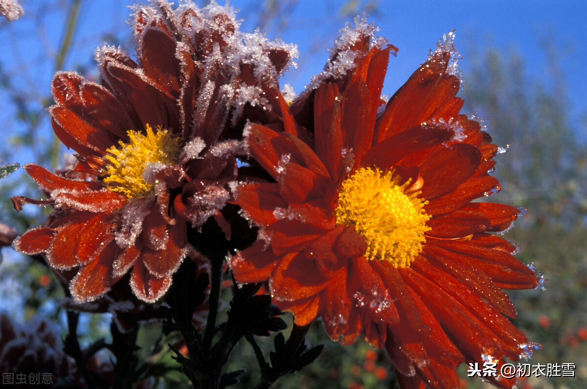 霜降节气傲霜花开，百种花残独傲霜，黄菊傲霜秋