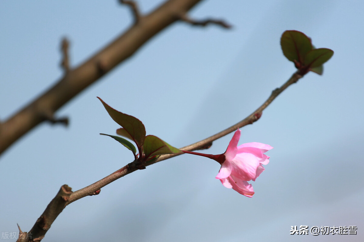 二十四节气之立冬，十月小阳春，忽见桃花出小红