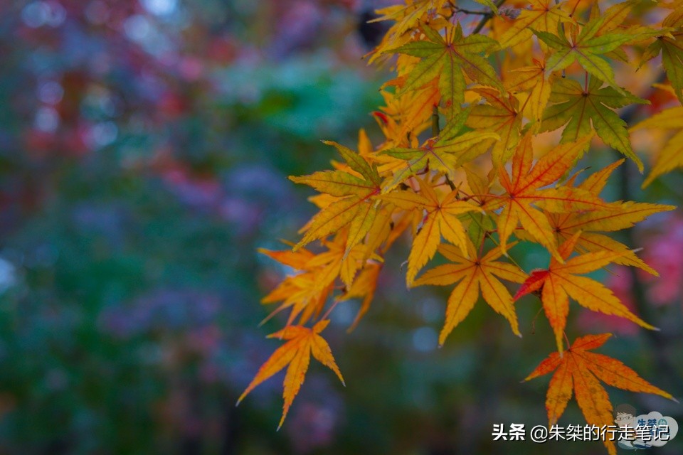 一入秋就美到惊艳的我国著名的四大赏枫胜地，看看你打卡过哪里