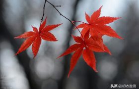 小山词读，晓霜红叶舞秋风，君子之交淡如水，君子之别舞如枫