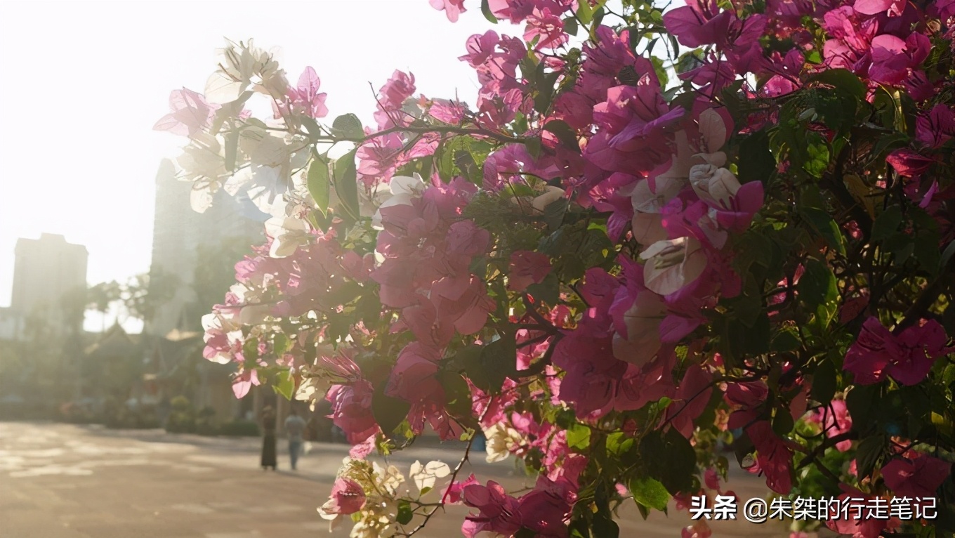 抓住秋天最后的尾巴，去“彩云之南”看一看它的秋日有什么不一样