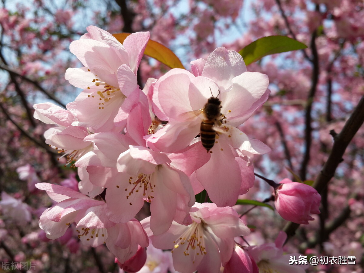 立冬节气美词：十月小春天，红叶红花半雨烟，说的是哪种花？