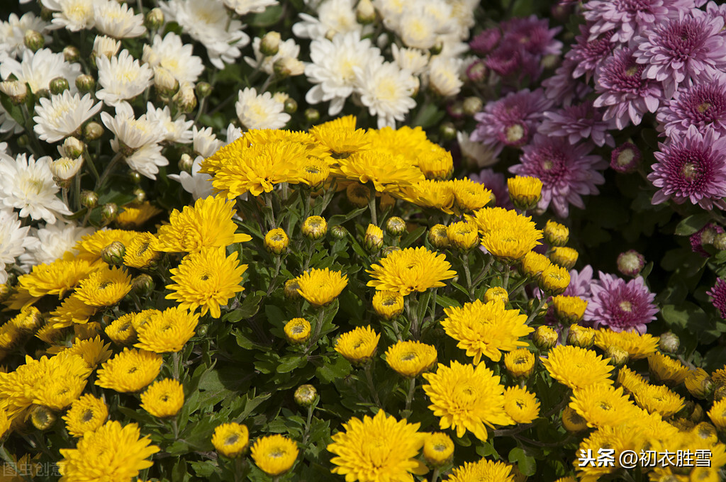 秋花美诗：秋花不比春花早，开到秋花也是春