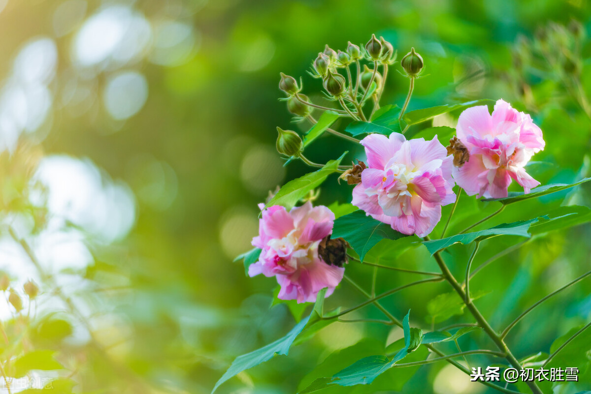 立冬节气小春天，赏读岳珂小春六花，首首清新，让你爱上初冬