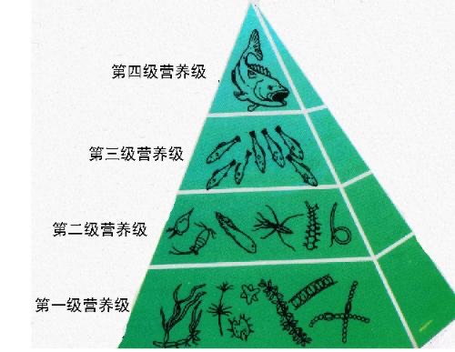 太阳发光是因为核聚变，为什么它不像氢弹瞬间爆炸并燃烧殆尽？