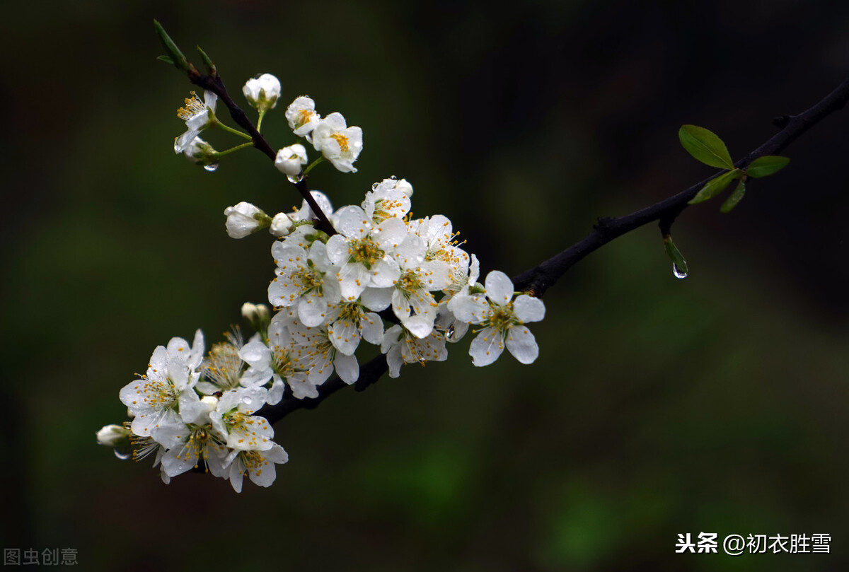 立冬节气小春天，赏读岳珂小春六花，首首清新，让你爱上初冬