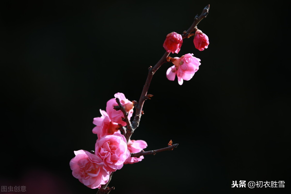 二十四节气之立冬，十月小阳春，忽见桃花出小红