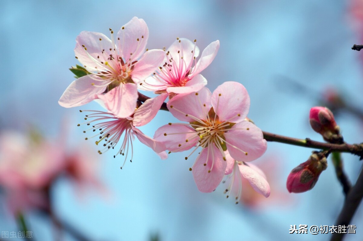 二十四节气之立冬，十月小阳春，忽见桃花出小红