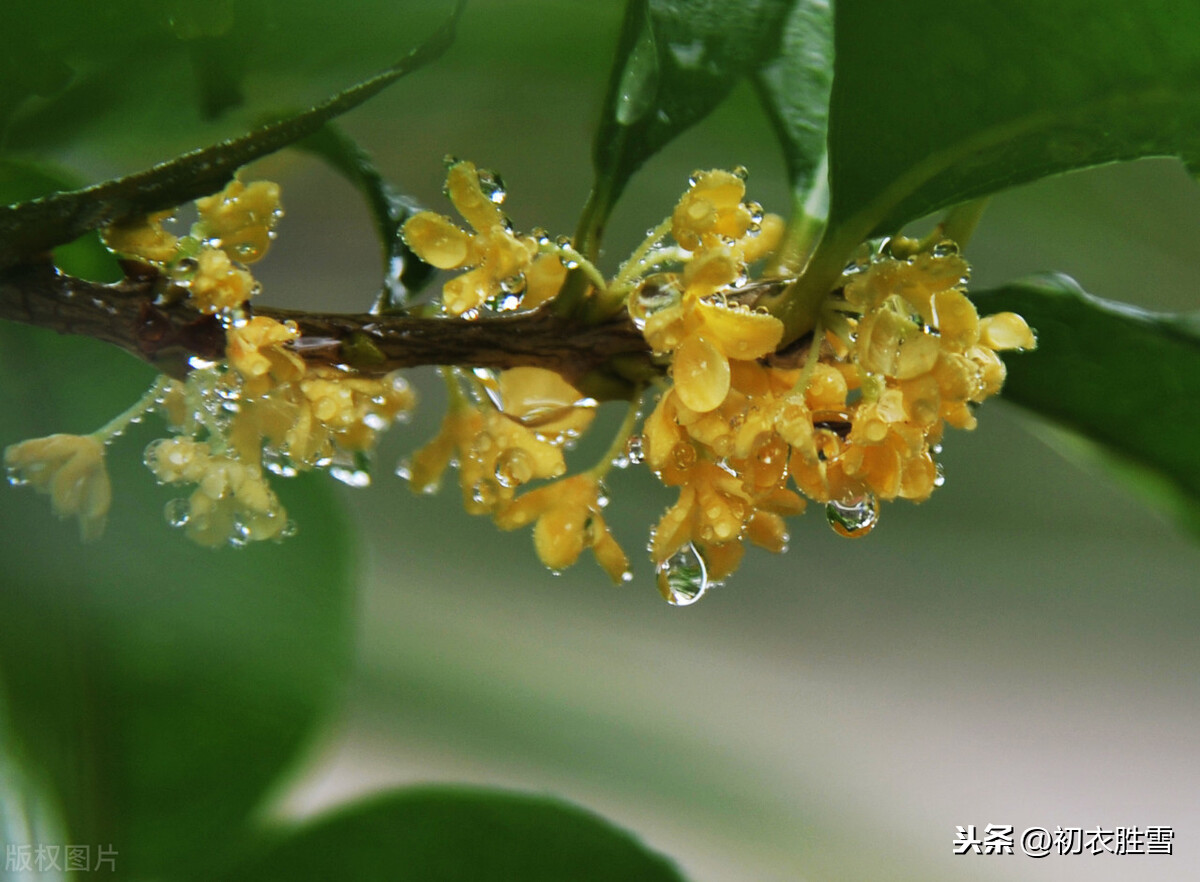 秋花美诗：秋花不比春花早，开到秋花也是春