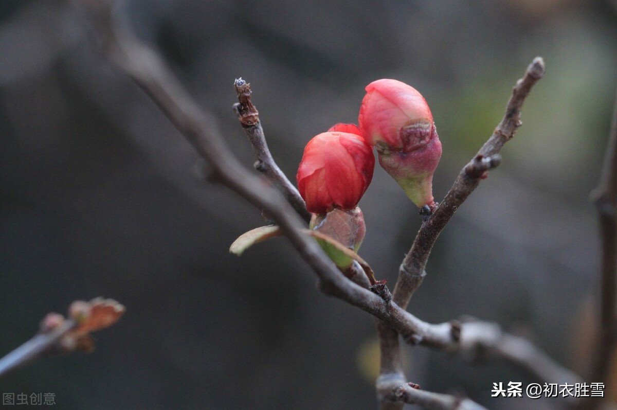 十月小阳春，红楼梦中的海棠花开，真的是妖孽吗？