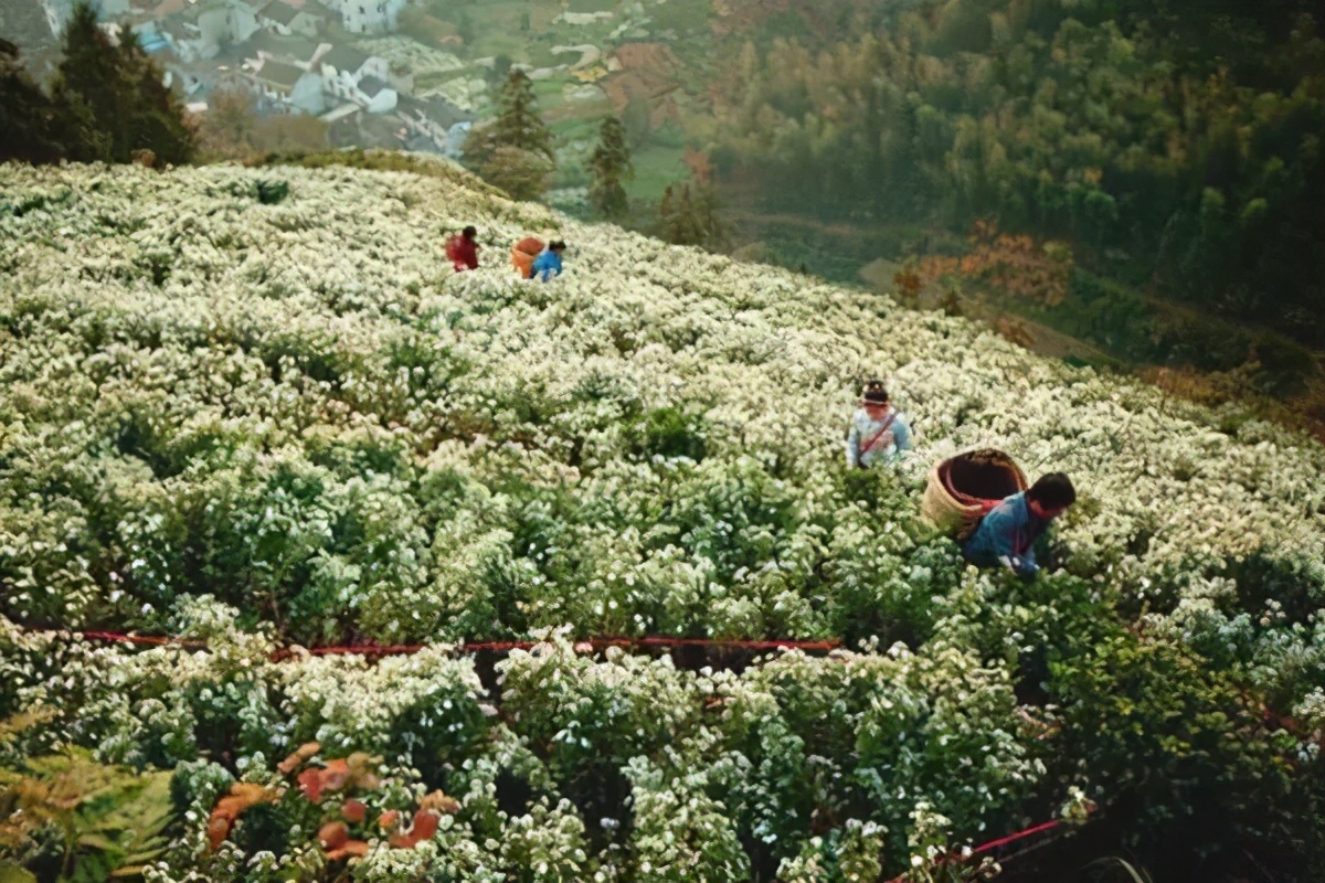 央视点名的秋色已上线！魔都3h即达住一线风景，现在去正好