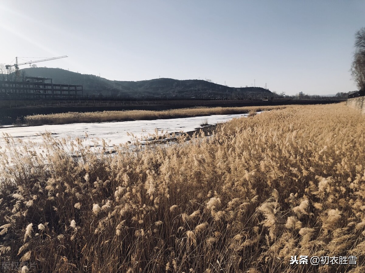 芦花美句看李煜：千里江山寒色远，芦花深处泊孤舟，南国正清秋