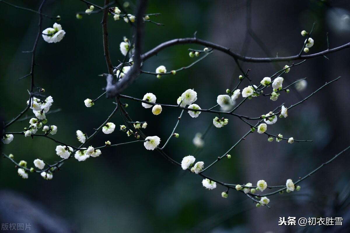 赏读李商隐早梅二首，为谁成早秀，天花作道场