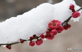 风雪梅花五首：繁花满树梅欲放，冲寒不畏朔风吹