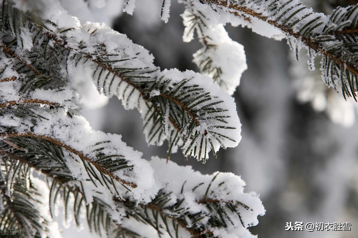 赏读李商隐雪松三首：桃李盛时虽寂寞，雪霜多后始青葱