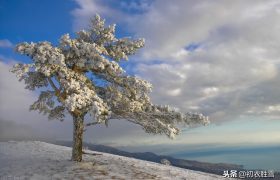 赏读李商隐雪松三首：桃李盛时虽寂寞，雪霜多后始青葱