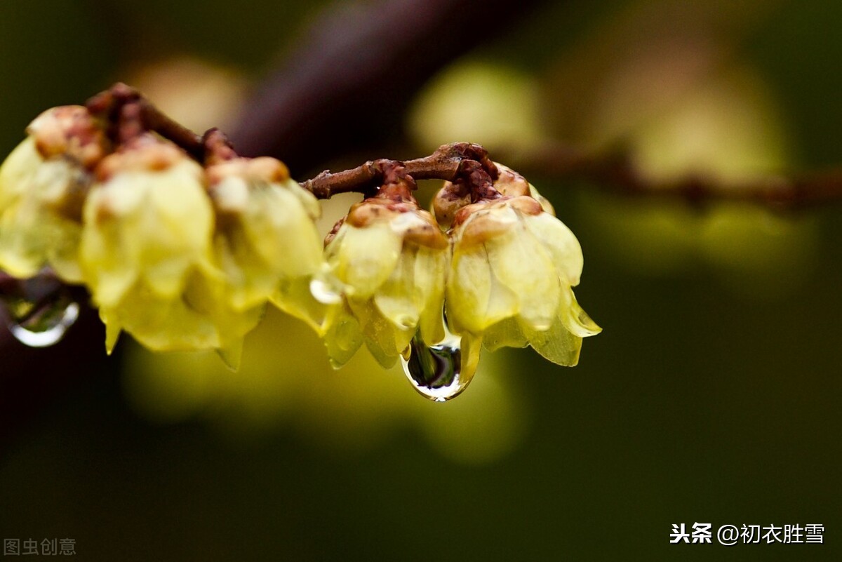 腊梅傲雪5首：一冬不被风吹落，却讶江梅易断肠