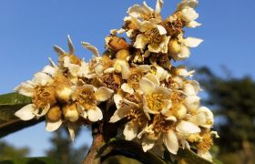 冬花如雪枇杷花诗词7首：枇杷花开如白雪，花开抵得北风寒