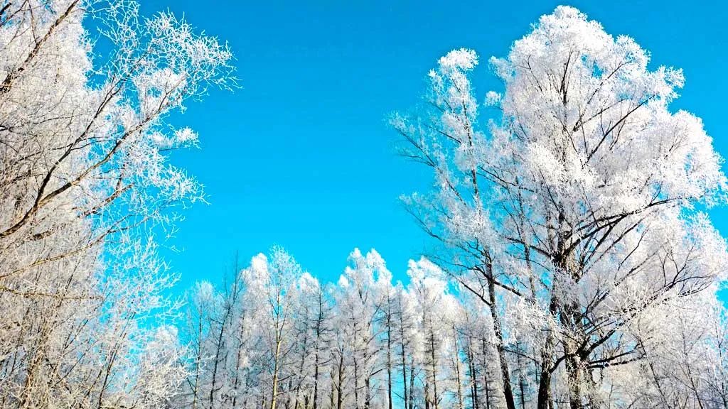 冬日第一场雾凇已到，完美冬天的打开方式，真正的冰雪王国